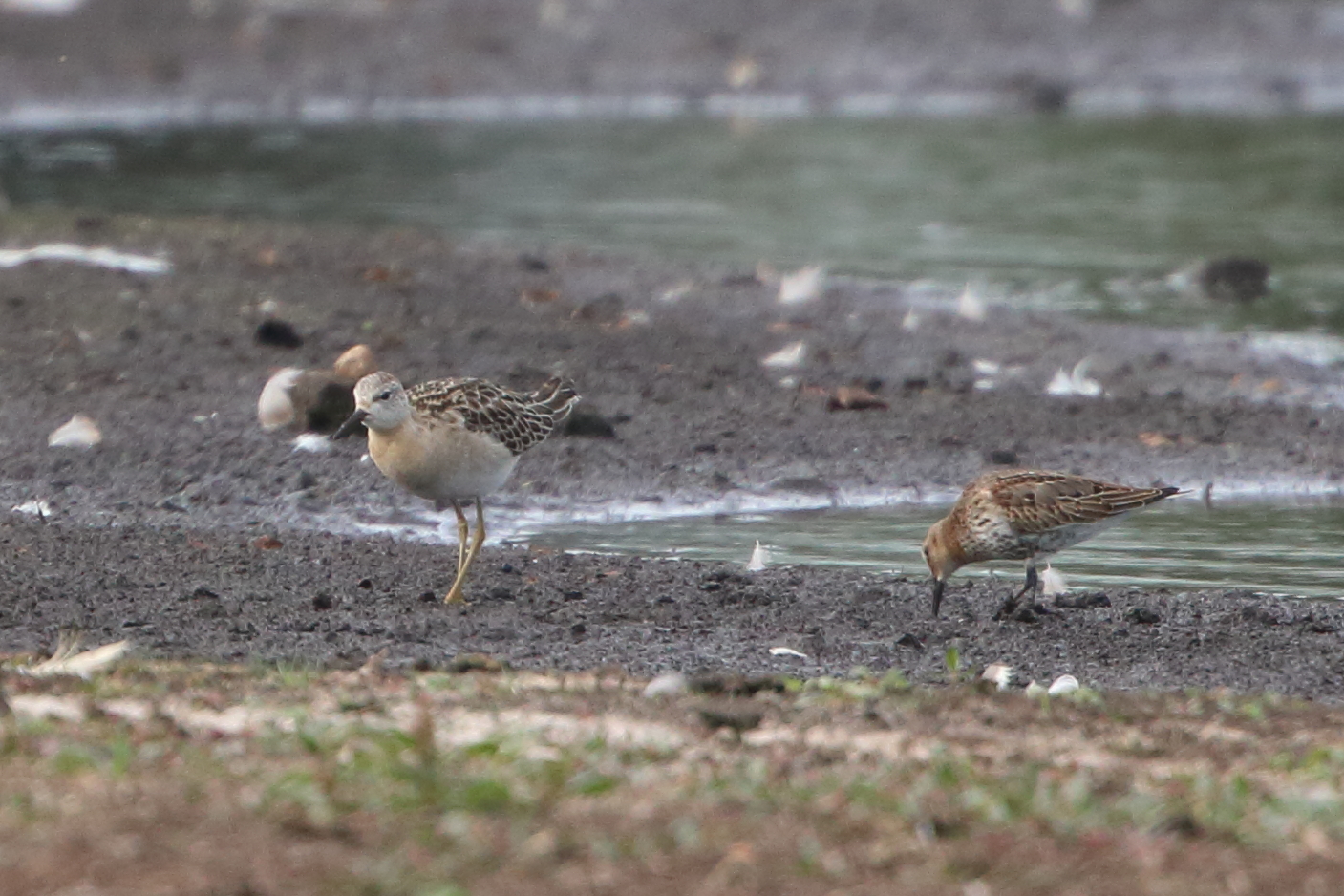welke vogel staat links van de bonte strandloper?